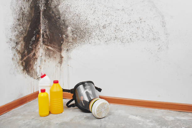 Best Residential Mold Remediation in King, WI
