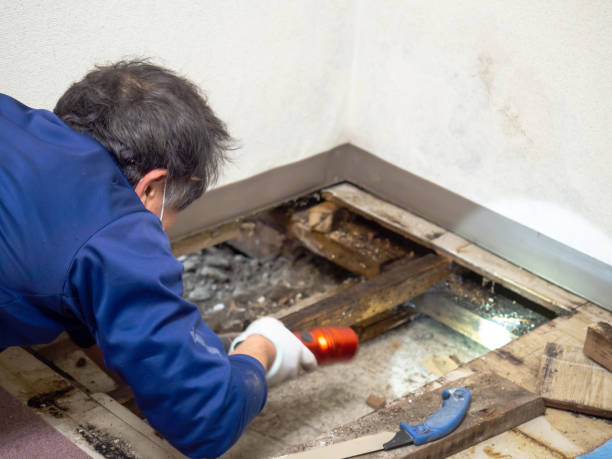 Best Residential Mold Remediation in King, WI