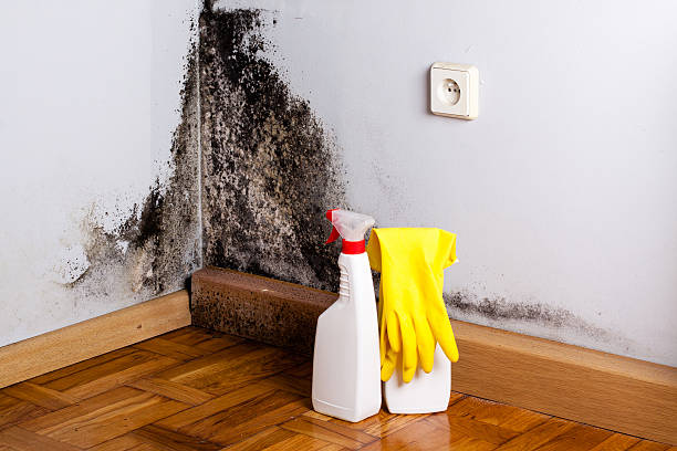 Best Mold Testing and Inspection Services in King, WI