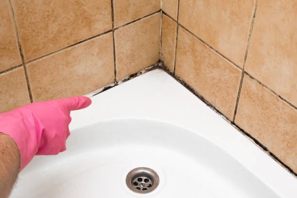 Best Basement Mold Remediation in King, WI